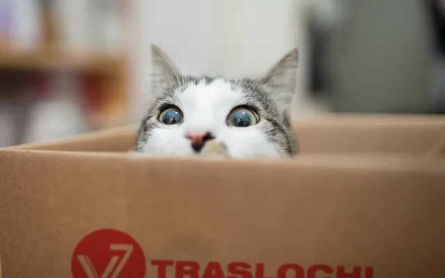 Traslocare con il gatto: come comportarsi