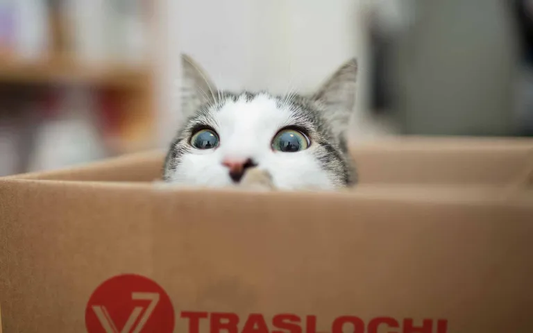 Traslocare con il gatto: come comportarsi