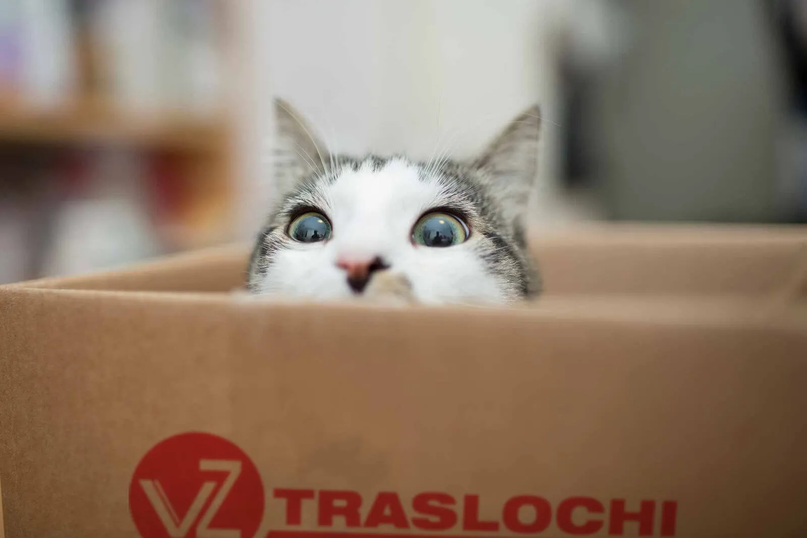 Traslocare con il gatto: come comportarsi